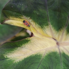 Neacoryphus bicrucis