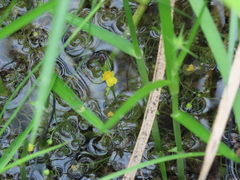 Utricularia gibba