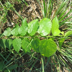 Celtis reticulata