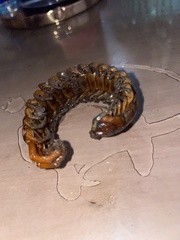 Scolopendra alternans