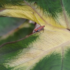 Neacoryphus bicrucis