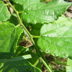 Celtis reticulata