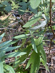 Artemisia douglasiana