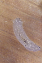 Girardia tigrina