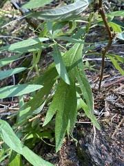 Artemisia douglasiana