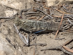 Circotettix undulatus