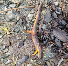 Taricha granulosa