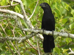 Crotophaga sulcirostris