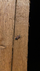 Neacoryphus bicrucis