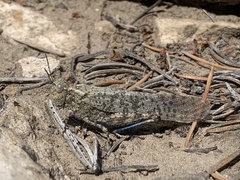 Circotettix undulatus