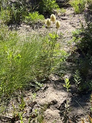 Pulsatilla occidentalis