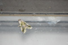 Maliattha synochitis