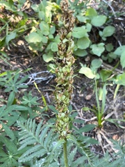 Pedicularis bracteosa