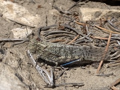 Circotettix undulatus