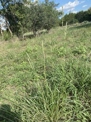 Tridens albescens
