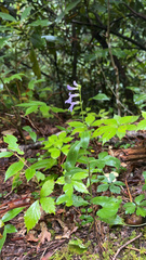 Lobelia puberula