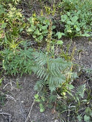 Pedicularis bracteosa