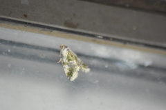 Maliattha synochitis