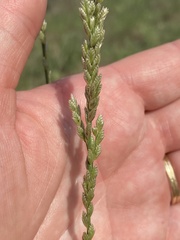 Tridens albescens