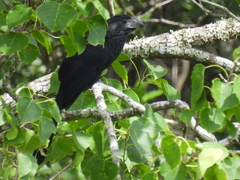 Crotophaga sulcirostris