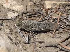 Circotettix undulatus