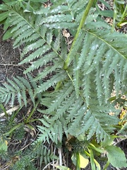 Pedicularis bracteosa