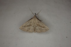 Macrochilo hypocritalis