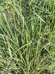 Tridens albescens