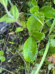 Leptarrhena pyrolifolia