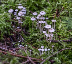 Collybia