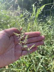 Tridens albescens