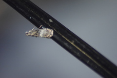 Pococera maritimalis