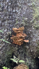 Laetiporus conifericola