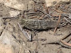 Circotettix undulatus