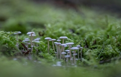 Collybia