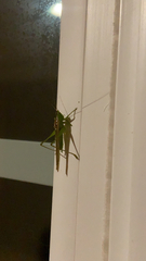 Conocephalus fasciatus