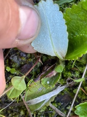 Leptarrhena pyrolifolia