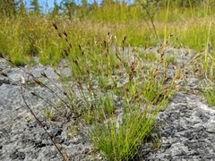 Rhynchospora capillacea