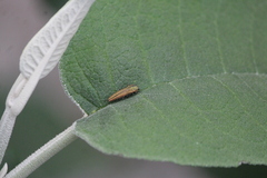 Agrilus sulcatulus