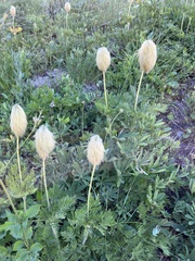 Pulsatilla occidentalis