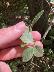 Crataegus uniflora