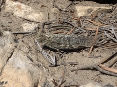 Circotettix undulatus