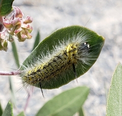 Lophocampa mixta