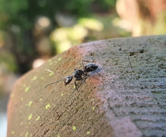 Camponotus concavus