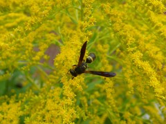 Ancistrocerus unifasciatus