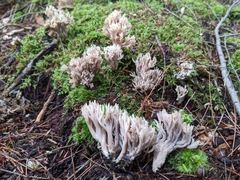 Clavulina cinerea