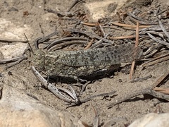 Circotettix undulatus