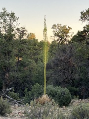 Agave utahensis