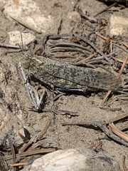 Circotettix undulatus