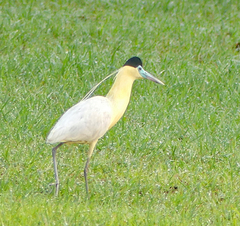 Pilherodius pileatus